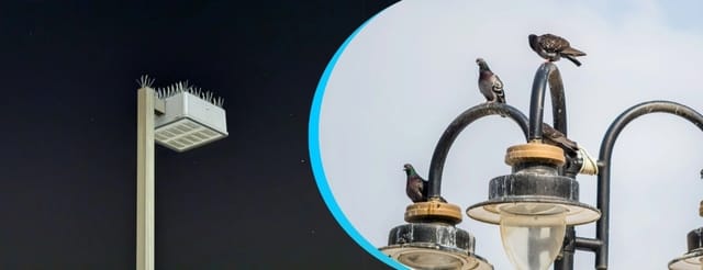 How to Protect Your LED Lights from Birds: A Guide to Bird Spikes and Deterrents