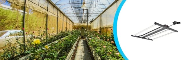 Best Practices for Using LED Lights in Greenhouse Settings