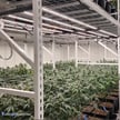 1000W Vela XT II Series - LED Grow Light | 2,600 µmols, Pro Cannabis Max Growth, High Yield Fruits and Vegetables, Full Spectrum