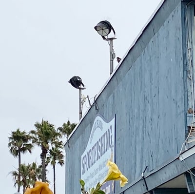 500 watt LED stadium light installed on bracket