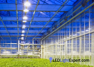 LED horticulture grow lights installed