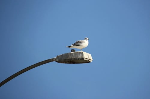 Birds LED Lights