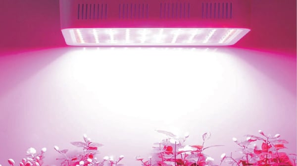 LED grow light installed over indoor plants