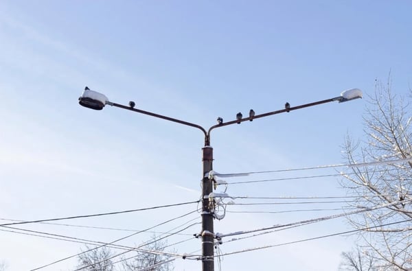 LED Light with Birds
