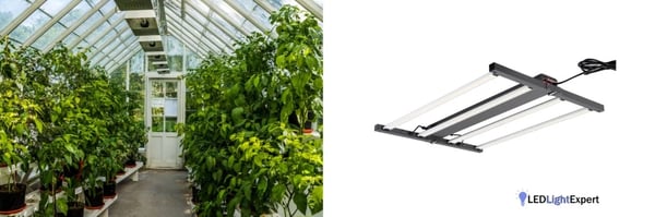 LED greenhouse grow light for crop production